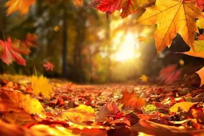 leaves_with_sun.jpg
