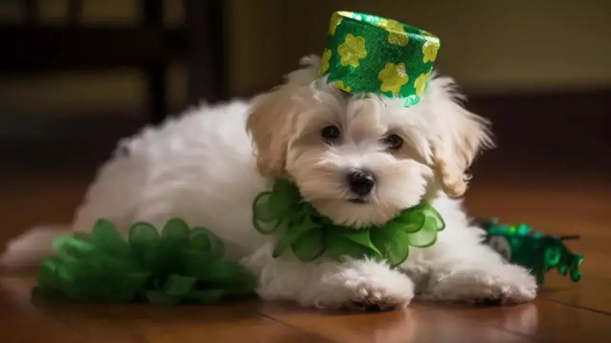 St. Patrick's Day Dog