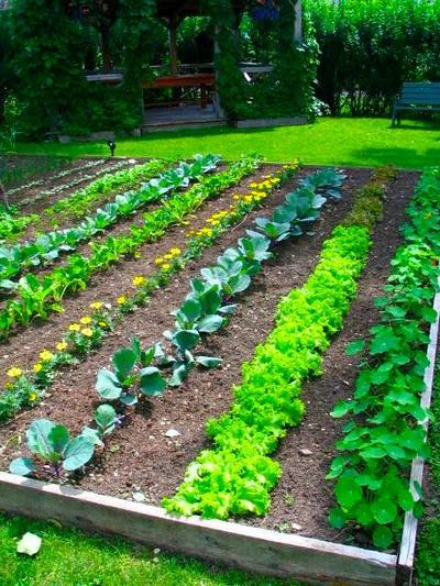 Vegetable Garden