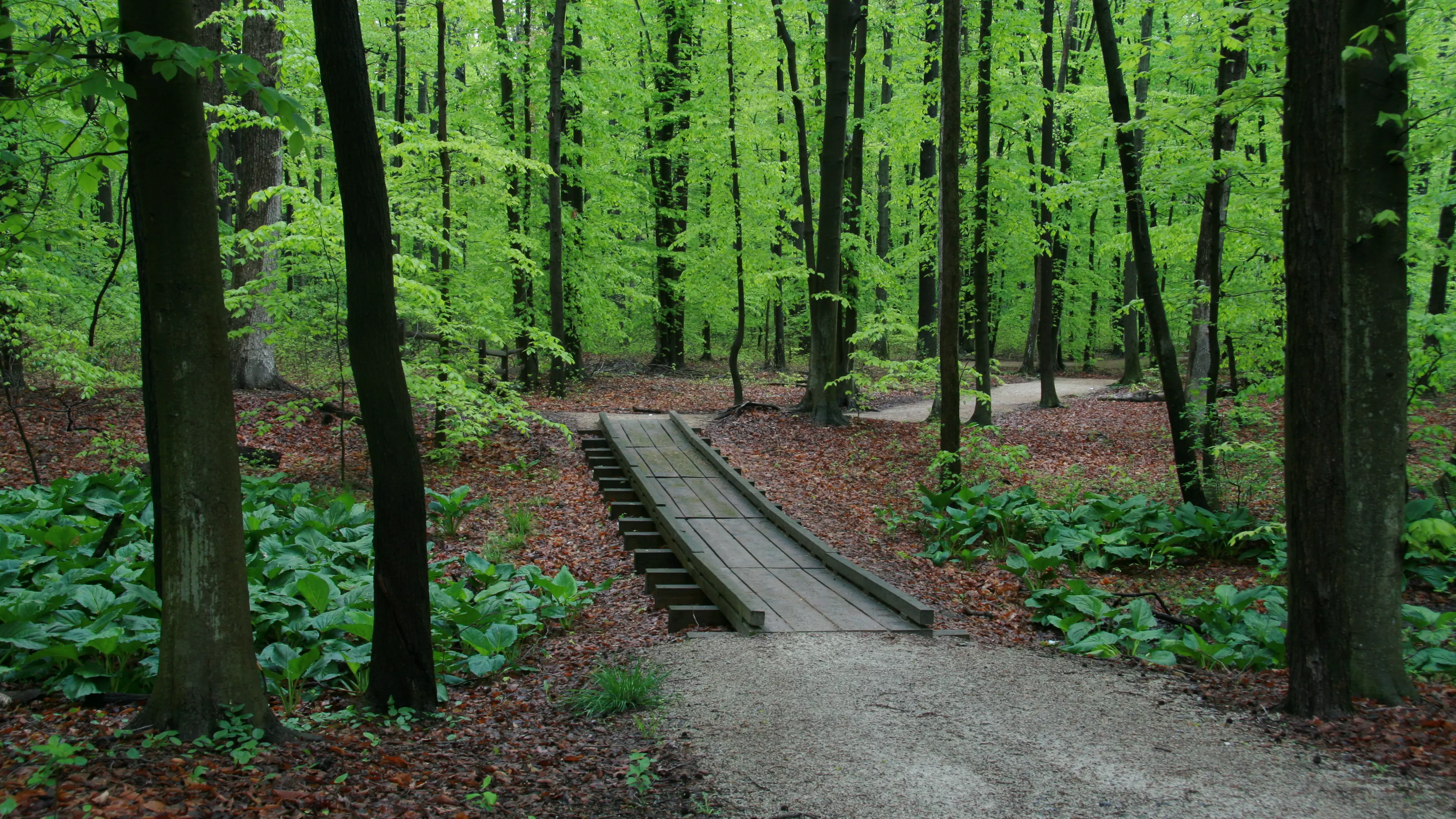 Smith's Woods in Spring